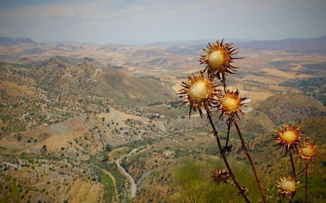 Dedicated Group Leader